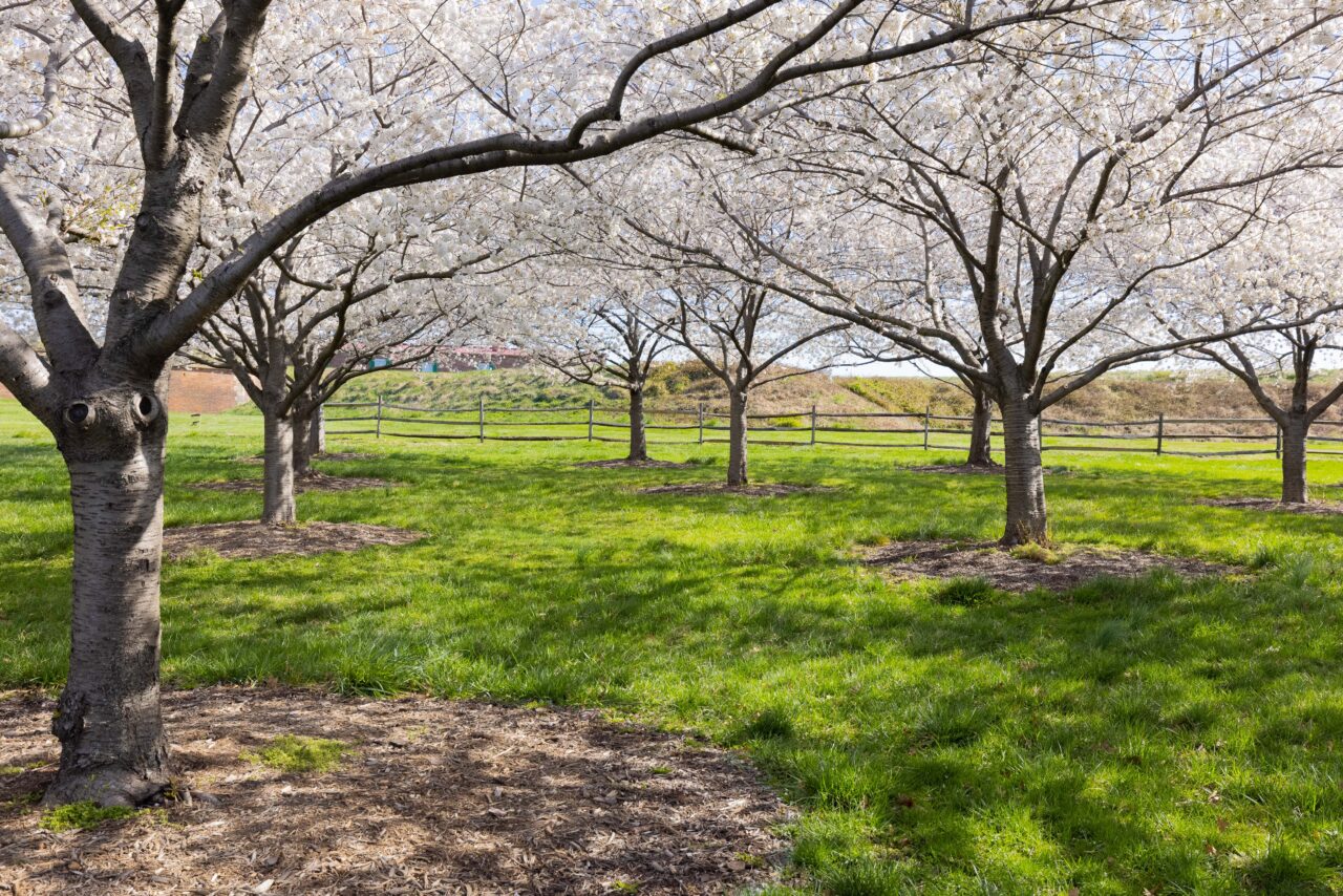 Fort McHenry Cherry Blossoms Roving Sun