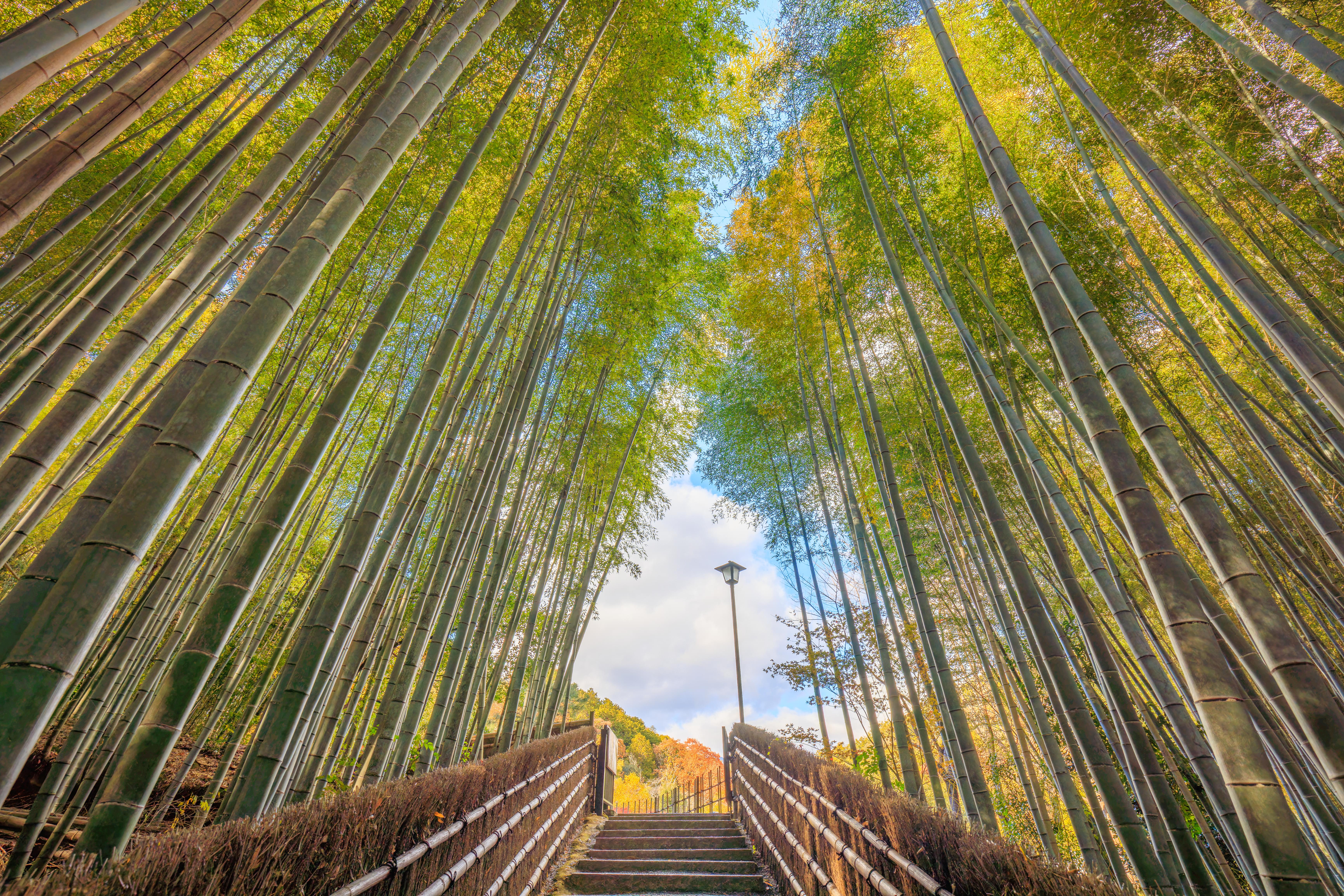 Temple Hopping in Arashiyama