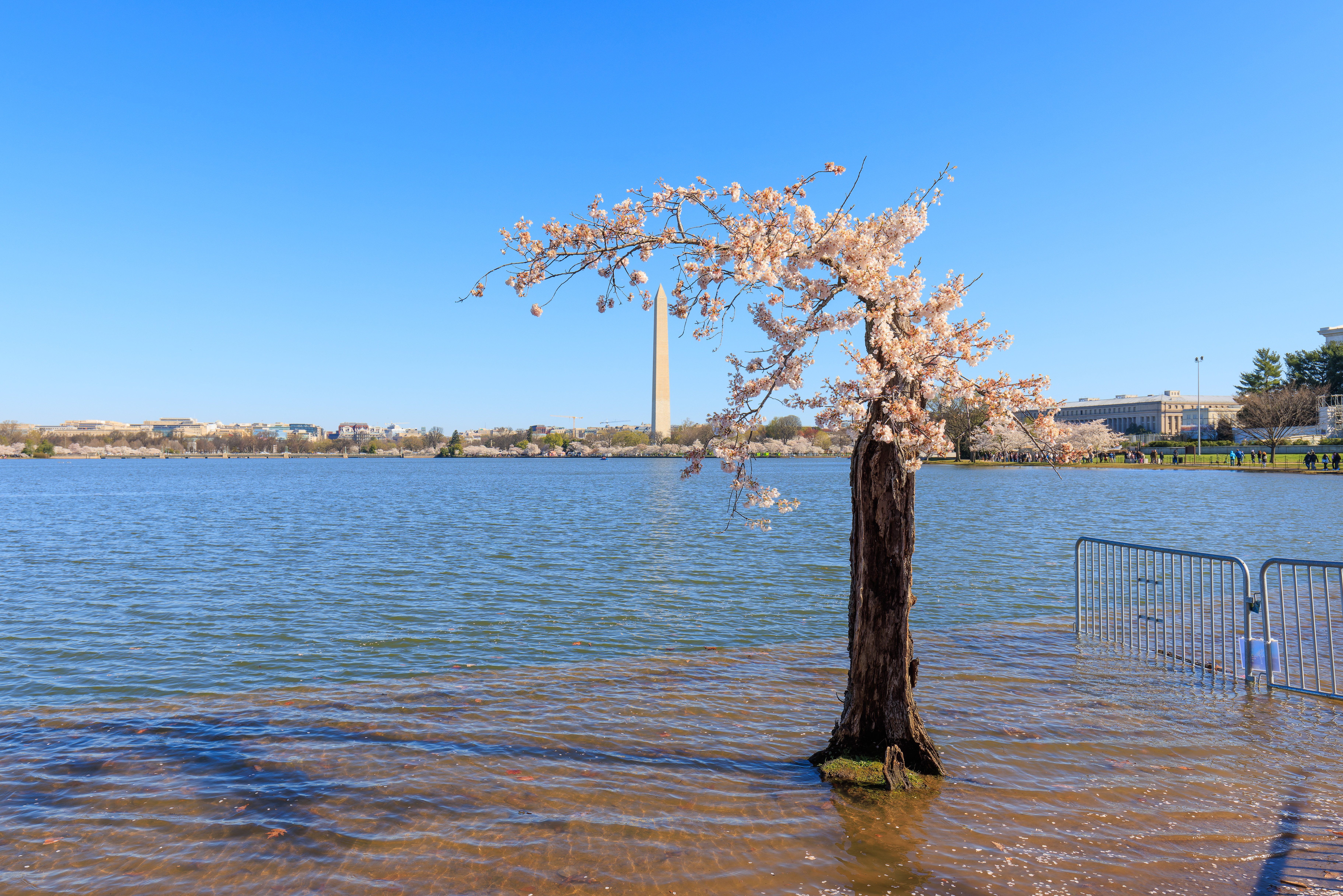 Farewell Stumpy the Cherry Blossom Tree