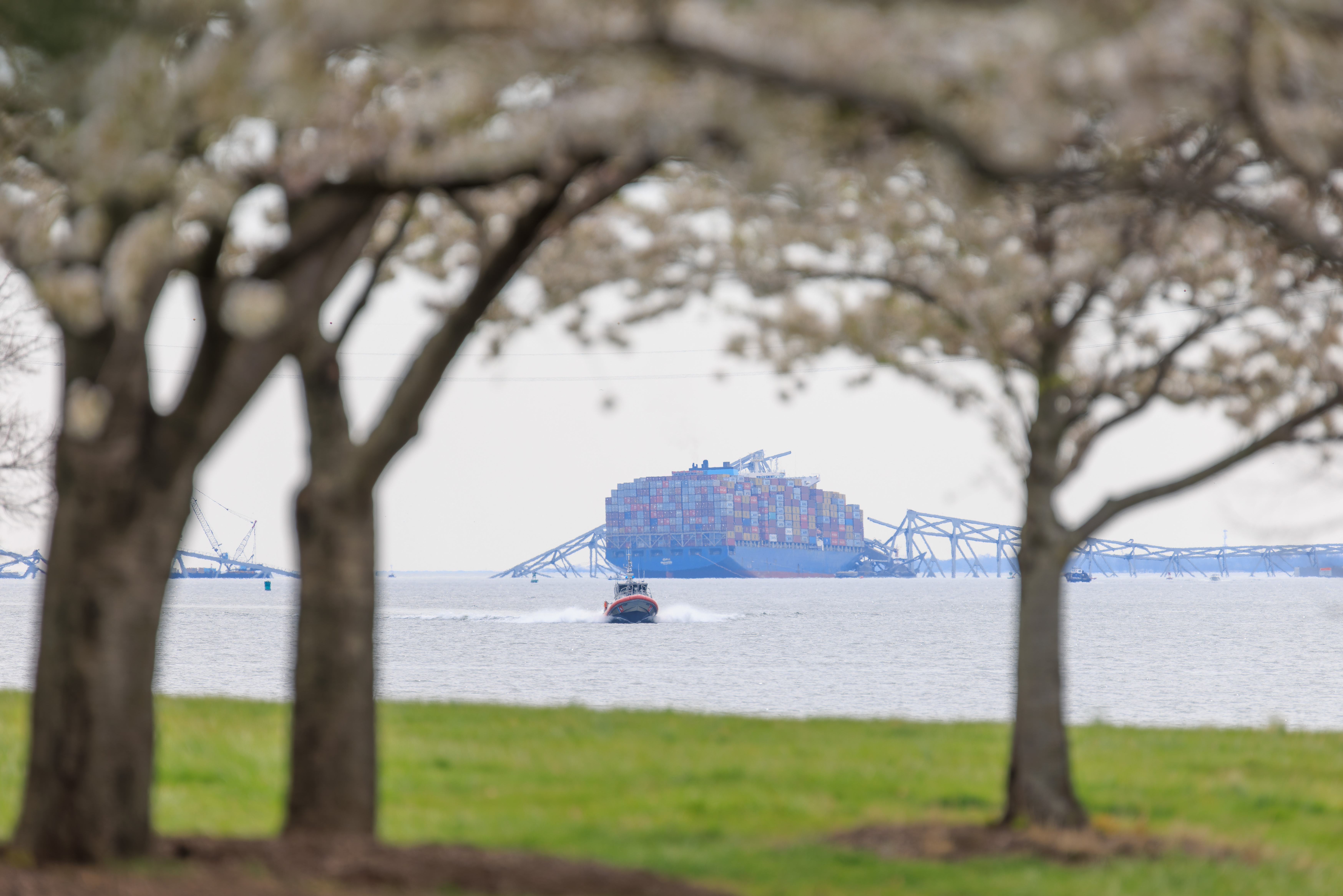The Key Bridge and Cherry Blossoms from Fort McHenry